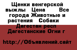 Щенки венгерской выжлы › Цена ­ 1 - Все города Животные и растения » Собаки   . Дагестан респ.,Дагестанские Огни г.